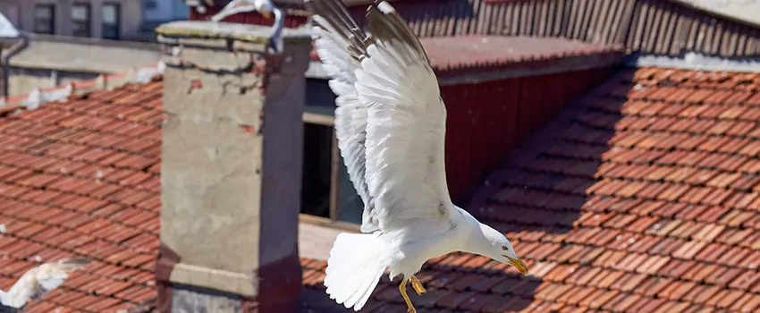 Residential Chimney Animal Removal Solution in Ferndale, MI